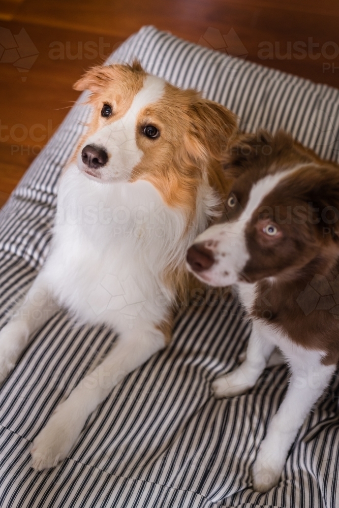 border collie dogs on a large dog bed - Australian Stock Image