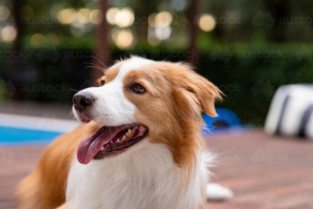 border collie happy dog - Australian Stock Image