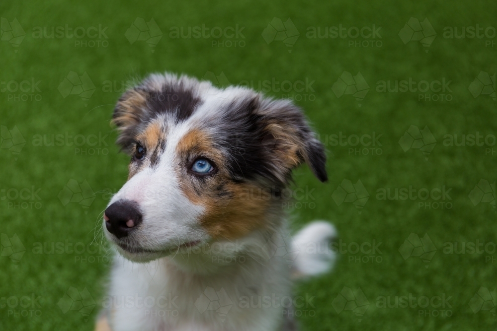 Border Collie Merle colouration - Australian Stock Image