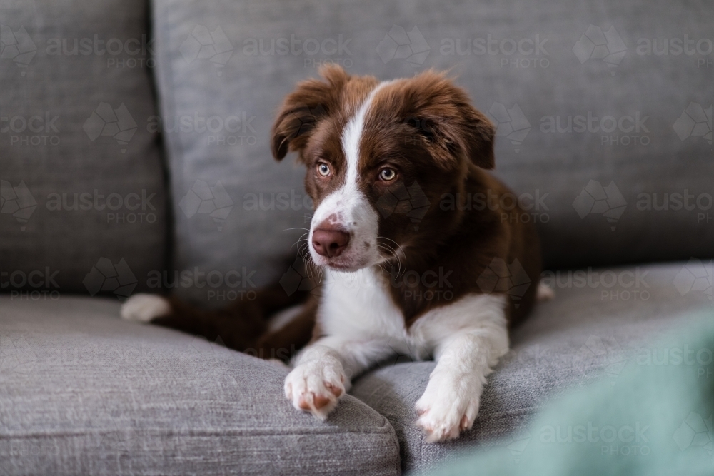 border collie puppy on sofa - Australian Stock Image