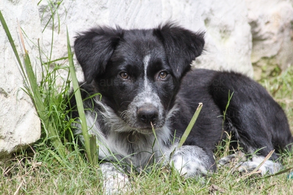 Border collie puppy sitting in grass - Australian Stock Image