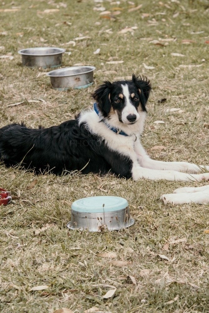 Border collie working dog rests between empty food bowls. - Australian Stock Image