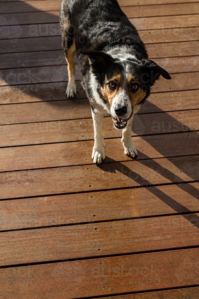 border collie X cattle dog - Australian Stock Image