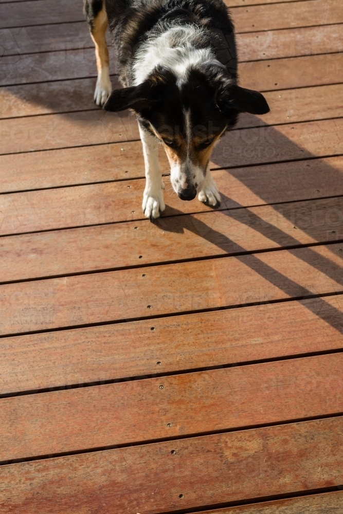 border collie X cattle dog - Australian Stock Image