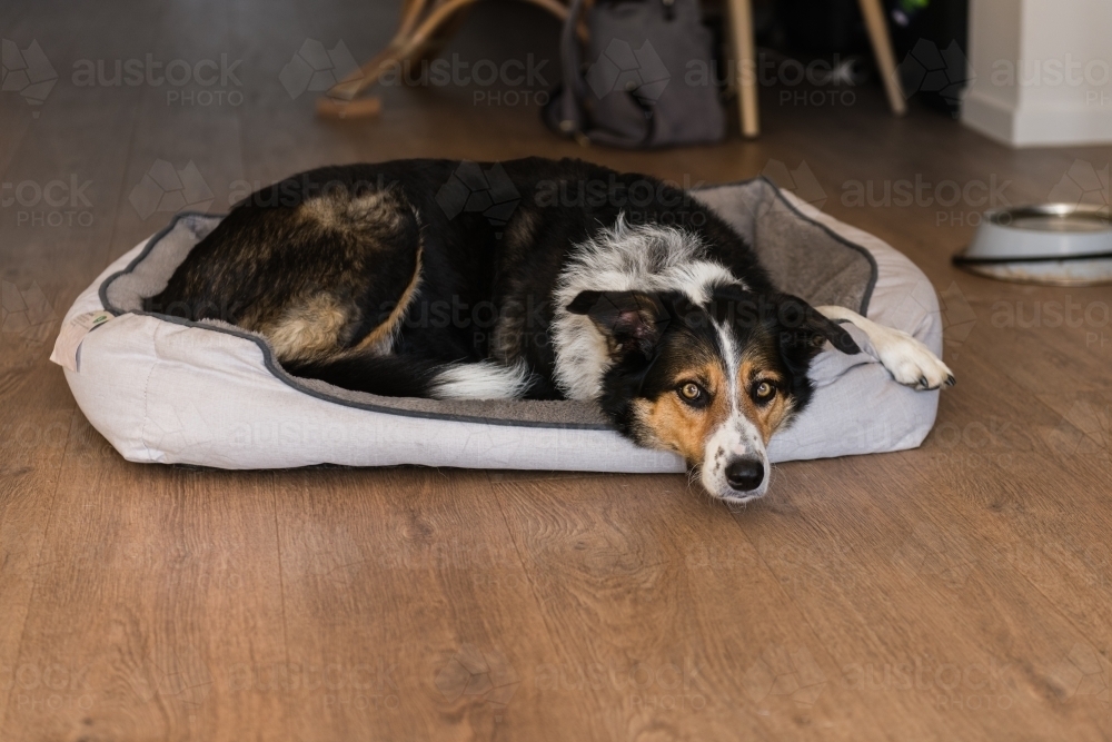 bordie collie X cattle dog - Australian Stock Image