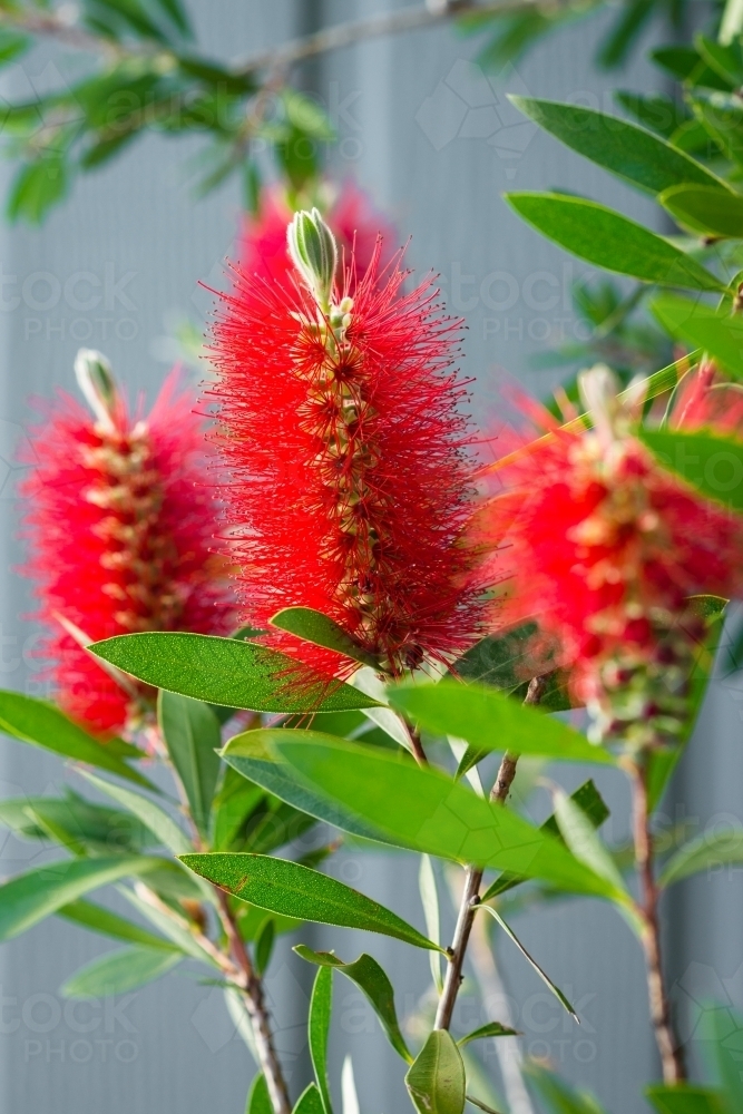 bottlebrush flower - Australian Stock Image