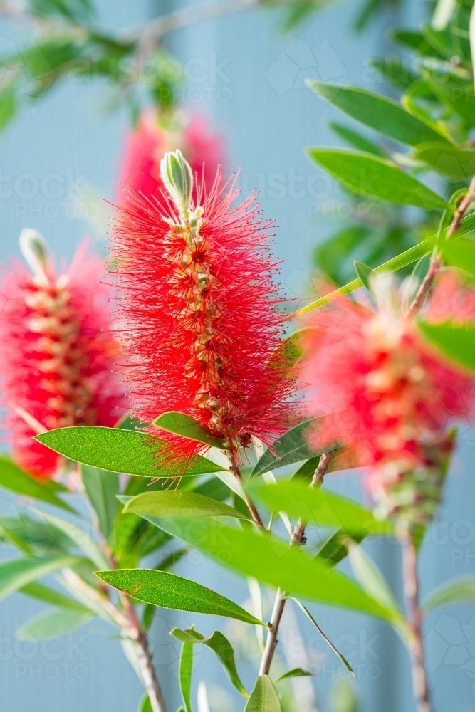 bottlebrush flower - Australian Stock Image