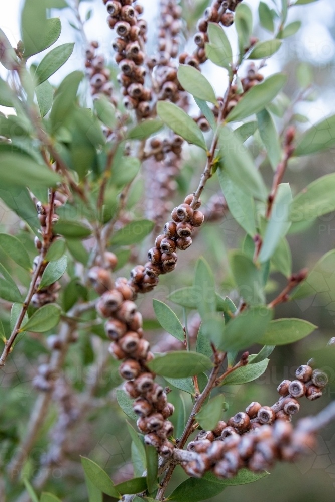 Bottlebrush seed pods in foliage - Australian Stock Image