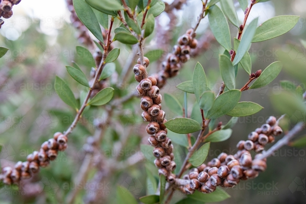 Bottlebrush seed pods in foliage - Australian Stock Image