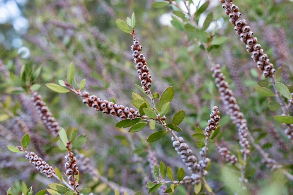 Bottlebrush seed pods in foliage - Australian Stock Image