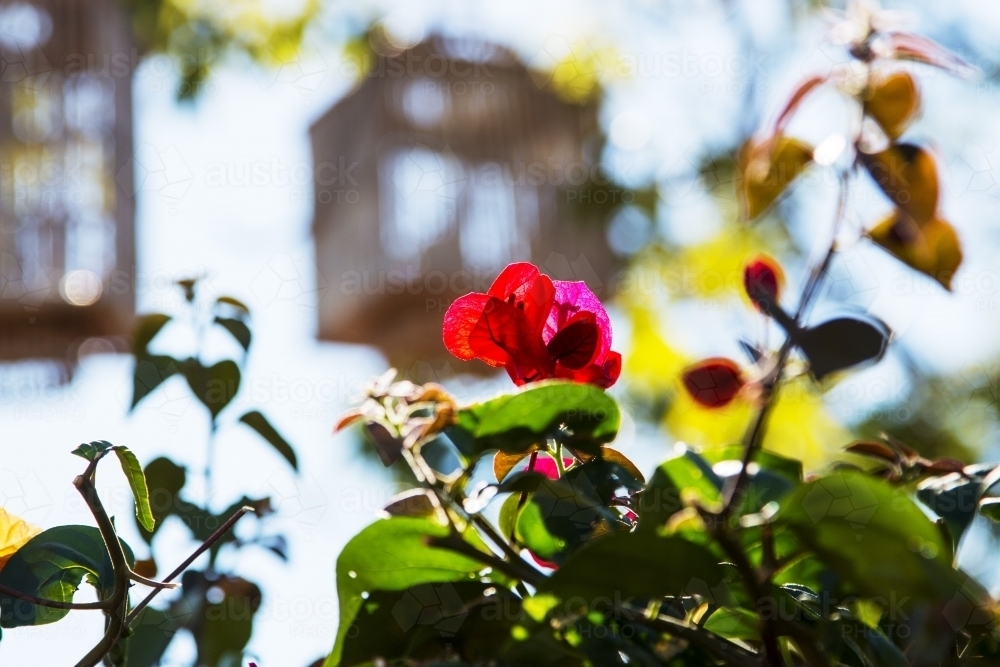 Bougainvillea flower with blurry bird cages in background - Australian Stock Image