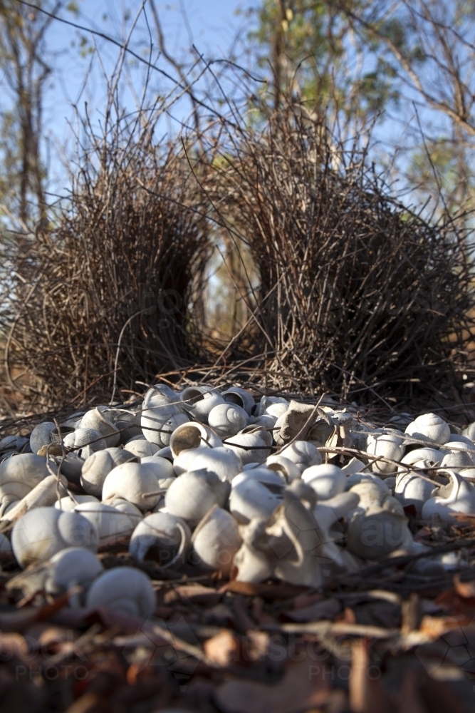 Bowerbird nest decorated with white shells - Australian Stock Image