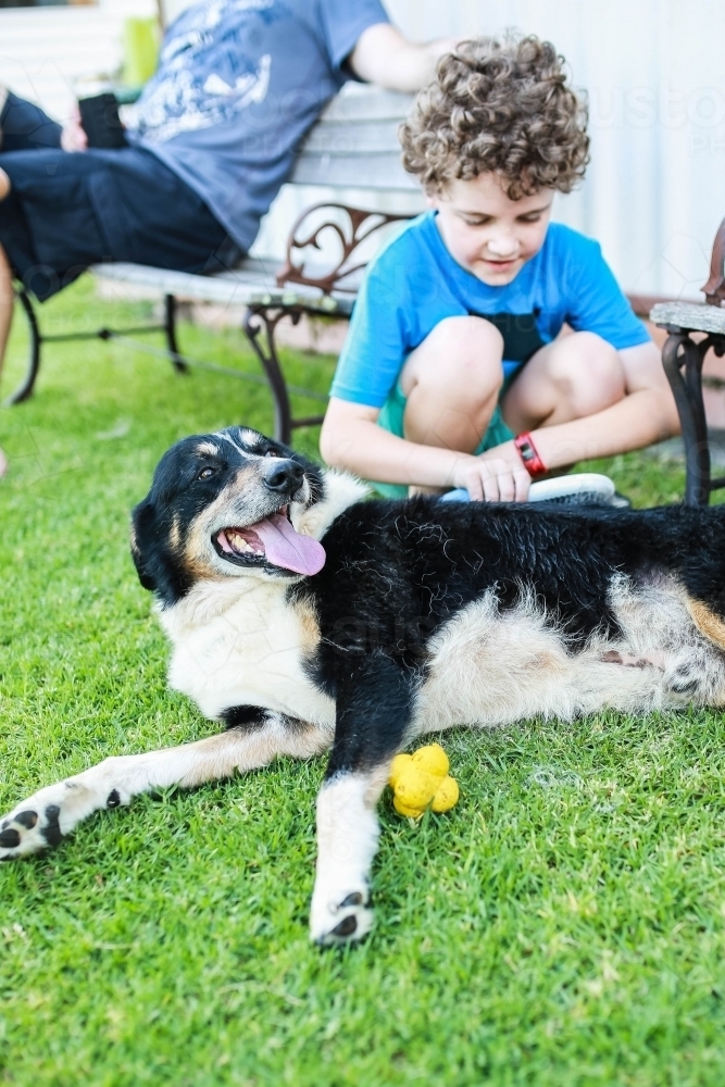 Boy brushing black and white border collie lying on grass - Australian Stock Image