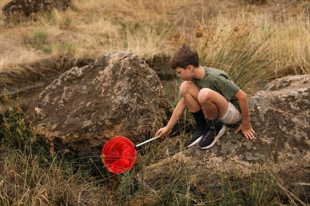 Boy catching tadpoles with red net in nature - Australian Stock Image