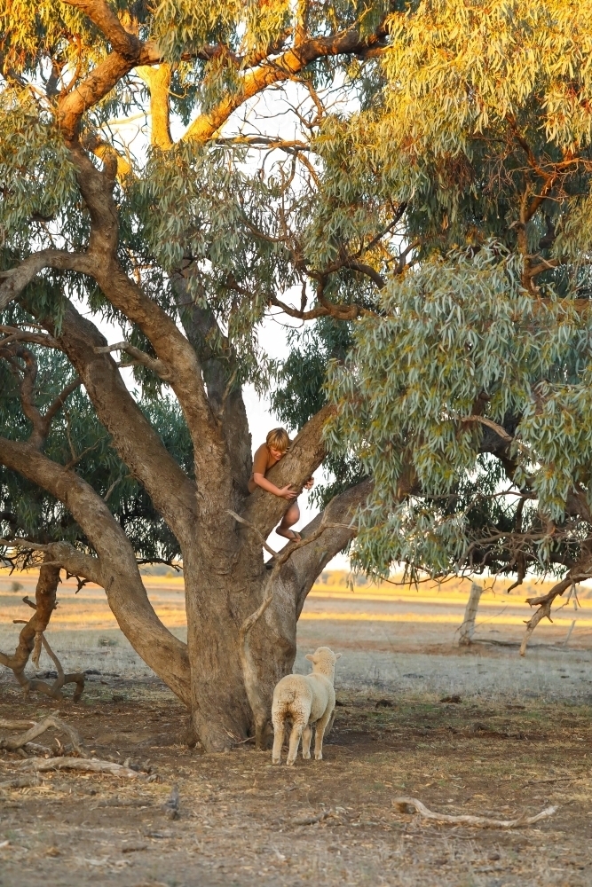 Boy climbing tree on farm with pet sheep waiting below - Australian Stock Image