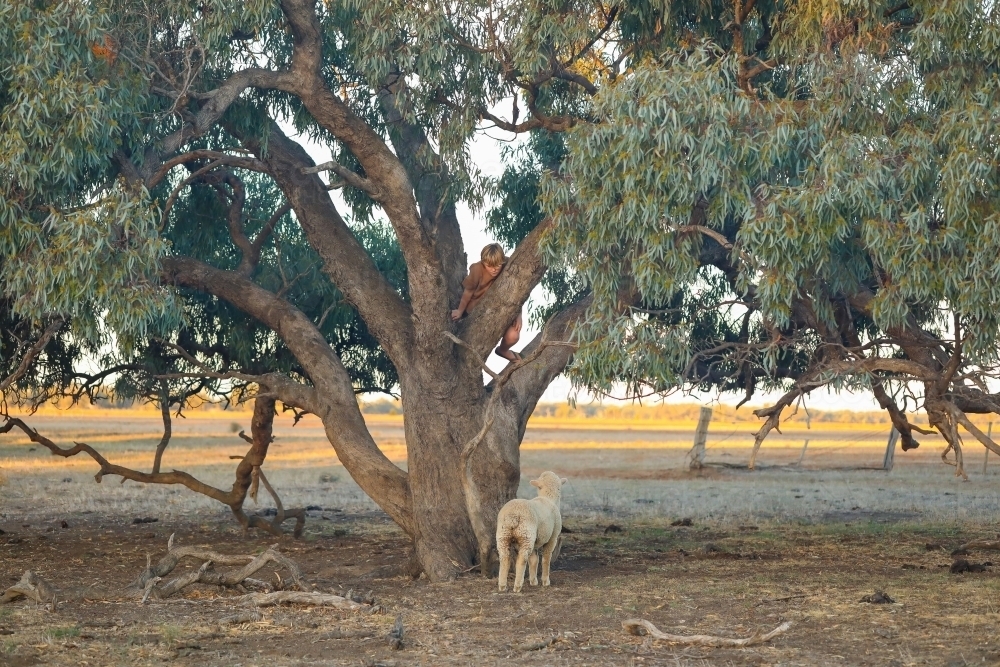 Boy climbing tree on farm with pet sheep waiting below - Australian Stock Image