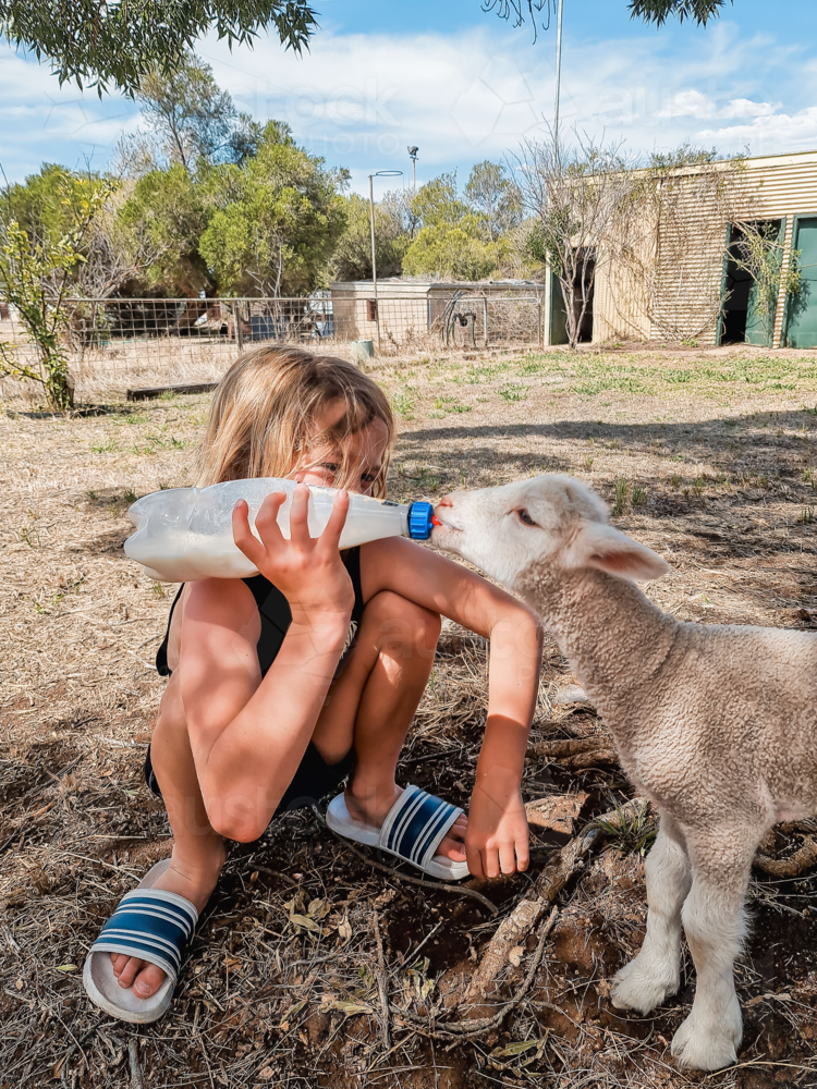 Boy feeding pet lamb milk in a bottle in rural backyard - Australian Stock Image