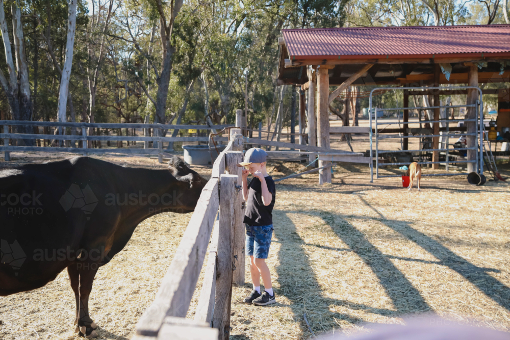 Boy in cap interacts with black cow at rural farm - Australian Stock Image