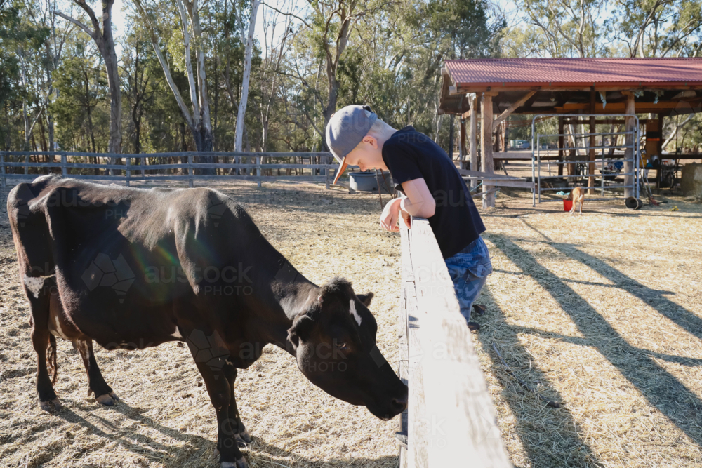 Boy in cap watches black cow grazing at sunlit farm fence - Australian Stock Image
