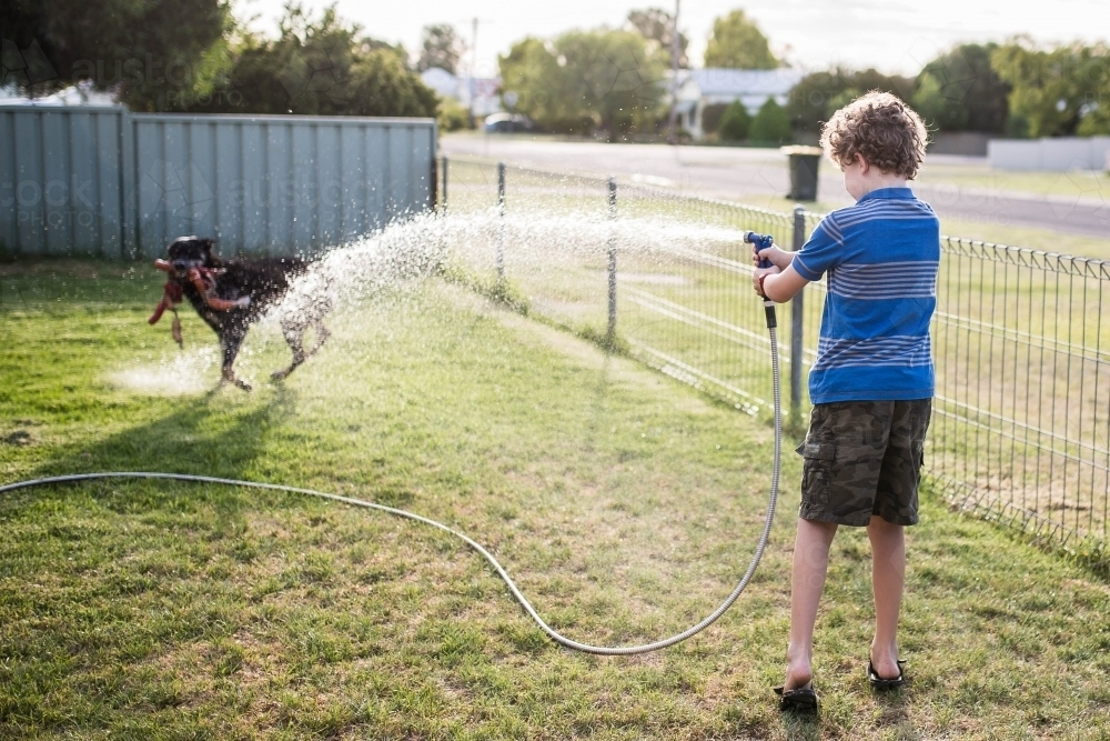 Boy spraying kelpie dog with water hose - Australian Stock Image