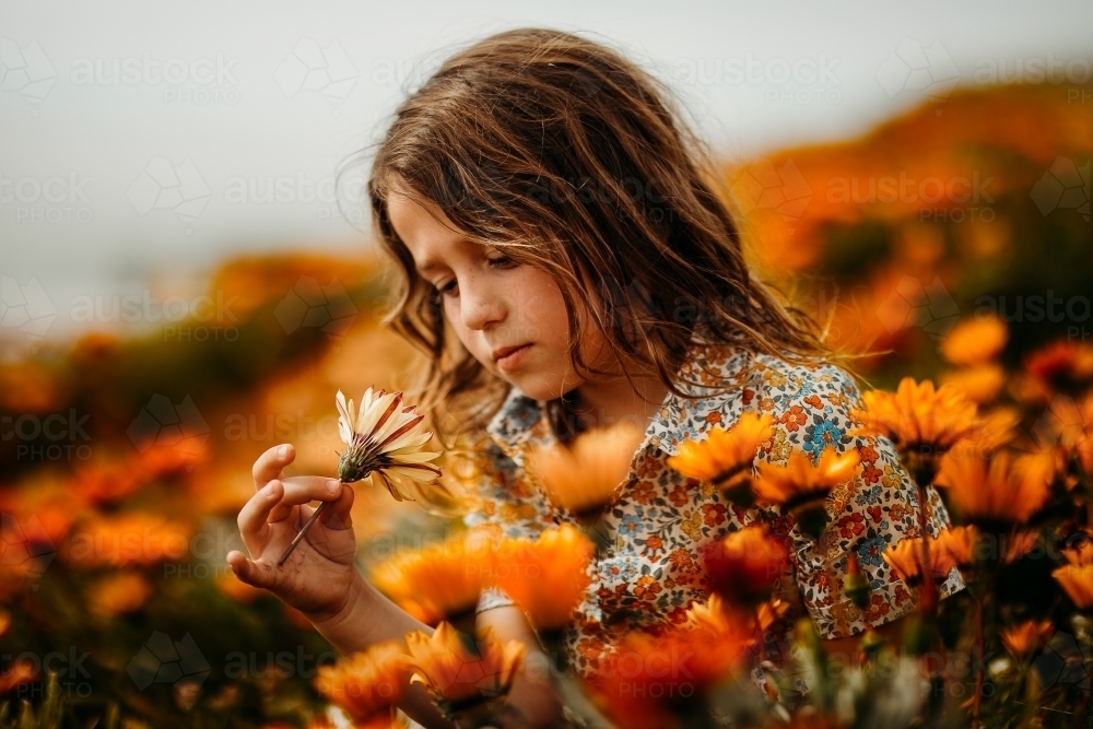 Boy surrounded by a field of flowers - Australian Stock Image