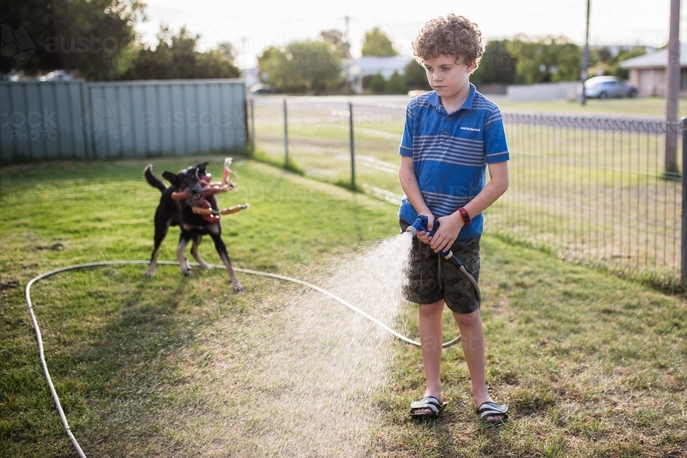 Boy watering lawn with hose watched by kelpie dog with toy - Australian Stock Image