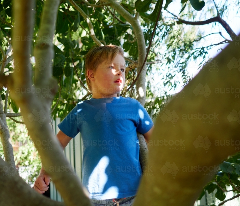 Boy with Down Syndrome in Tree - Australian Stock Image