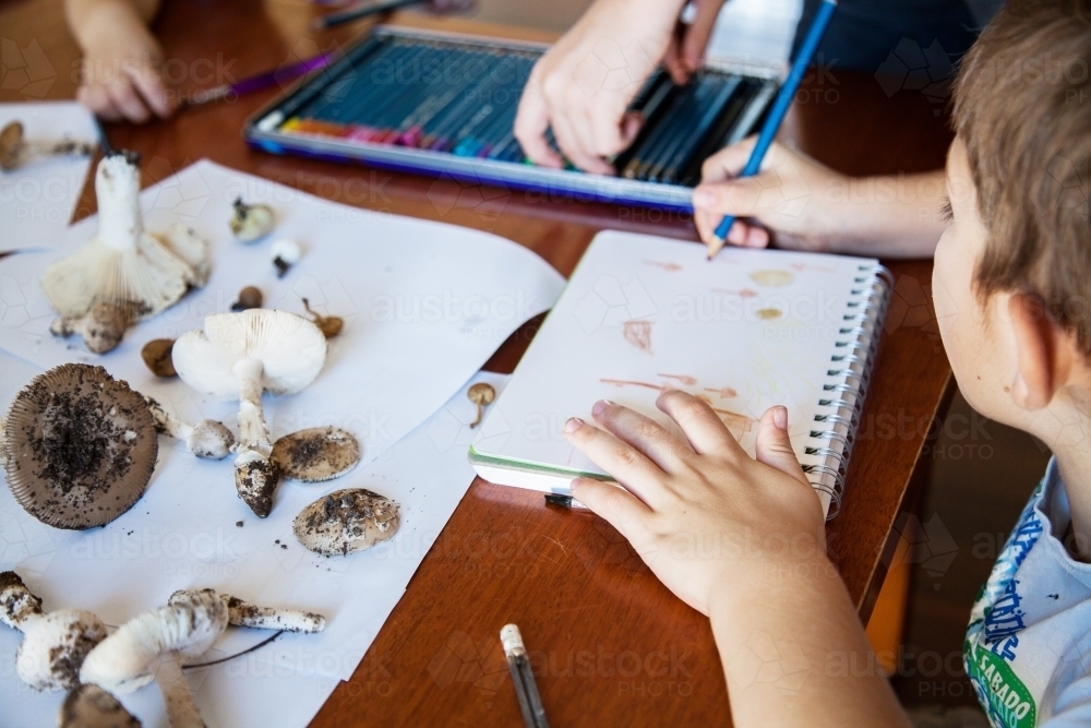 Boys drawing art of fungi and toadstools for home school education - Australian Stock Image