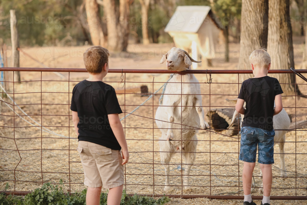 Boys interacting with curious goats through farm fence - Australian Stock Image
