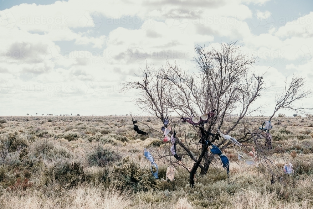 Bra tree - Australian Stock Image