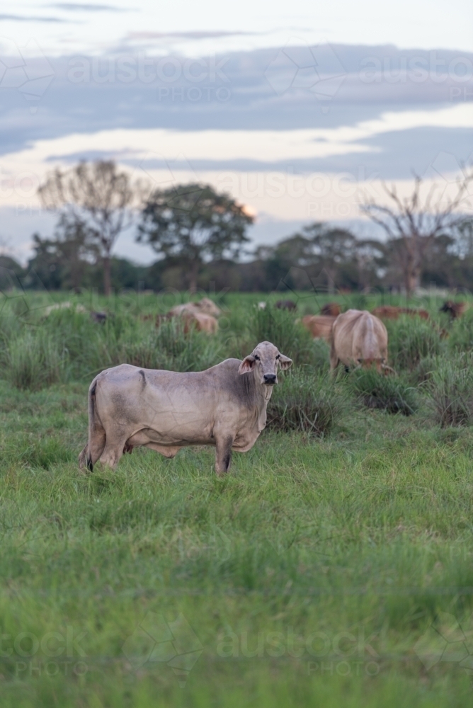 Brahman Cattle - Australian Stock Image