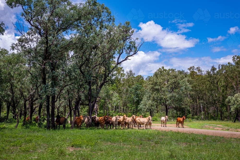 Brahman cattle grazing in the shade in summer - Australian Stock Image