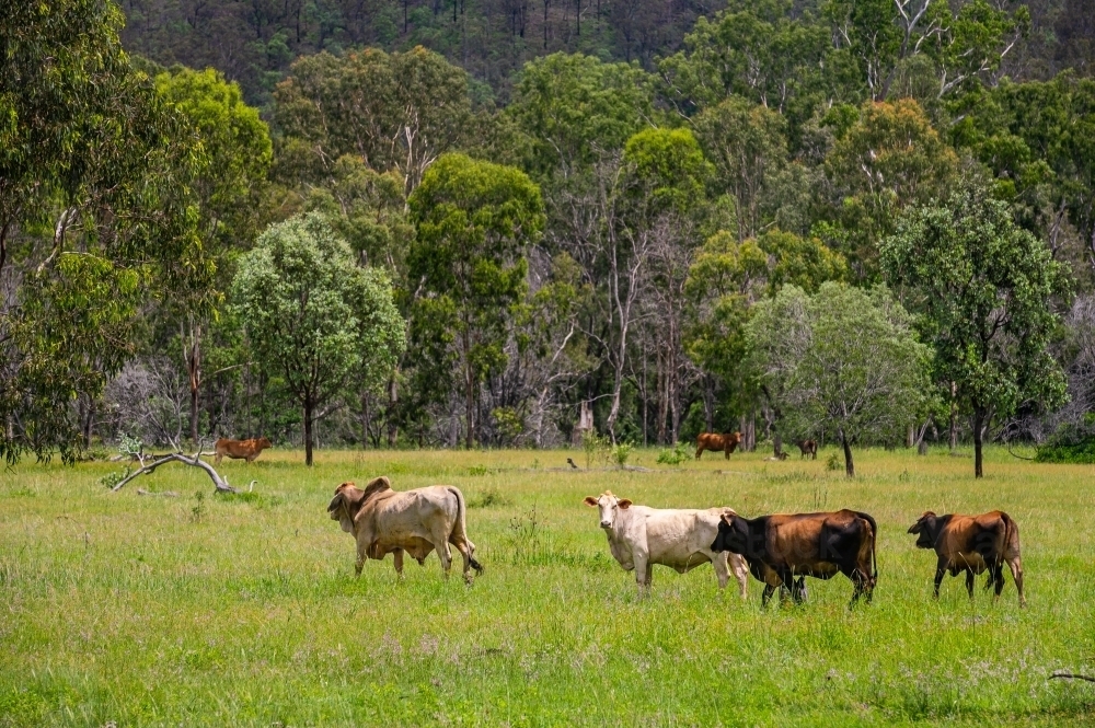 Brahman cattle in tall green grazing grass field with trees in the background - Australian Stock Image