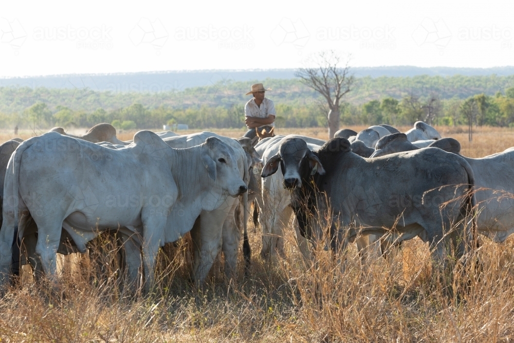 Brahman cattle with stockman behind them - Australian Stock Image