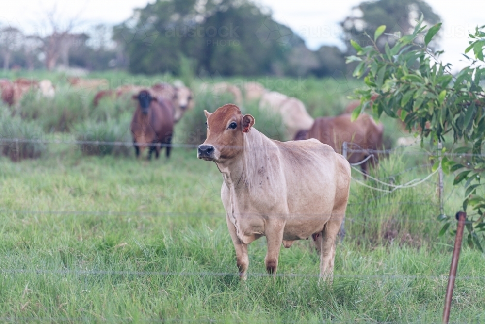 Brahman cow - Australian Stock Image