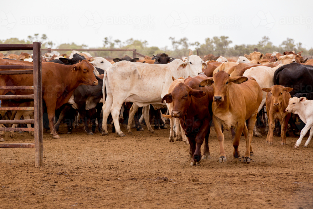 Brahman cross cattle going through a gate in the yards - Australian Stock Image