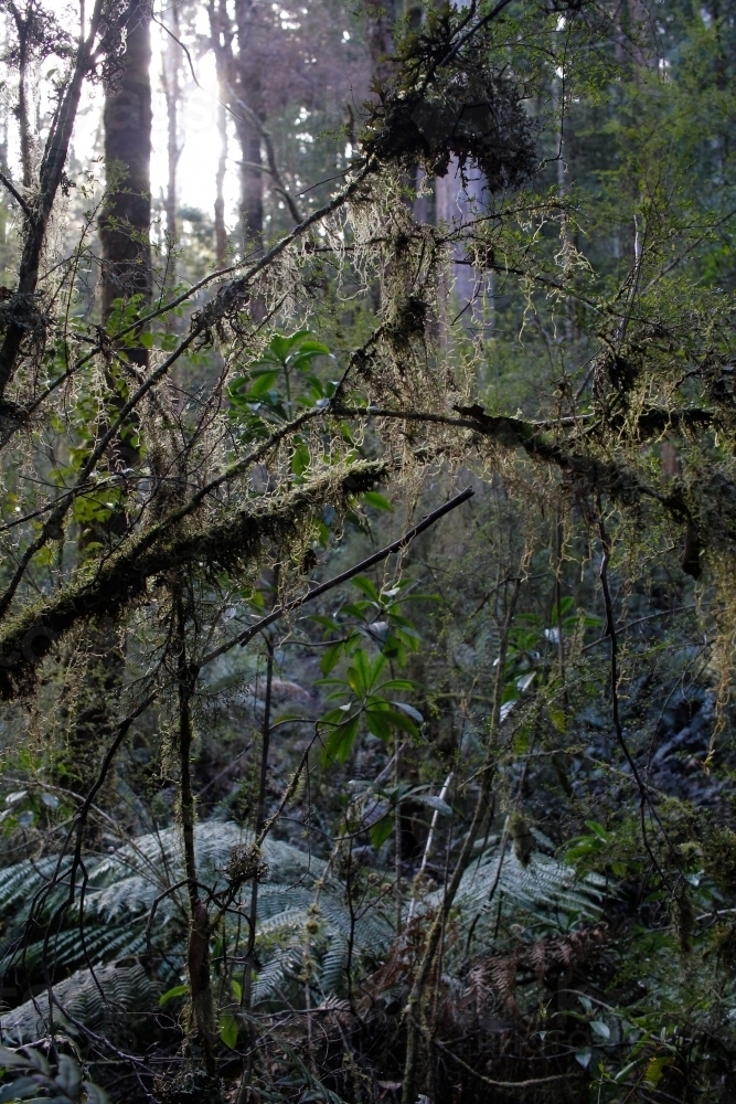 Branches and trees in a rainforest - Australian Stock Image