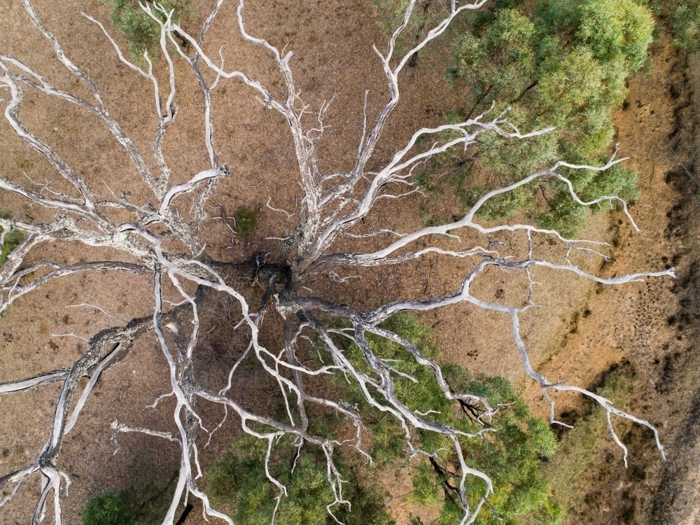 Branches of dead tree reaching to the sky - Australian Stock Image