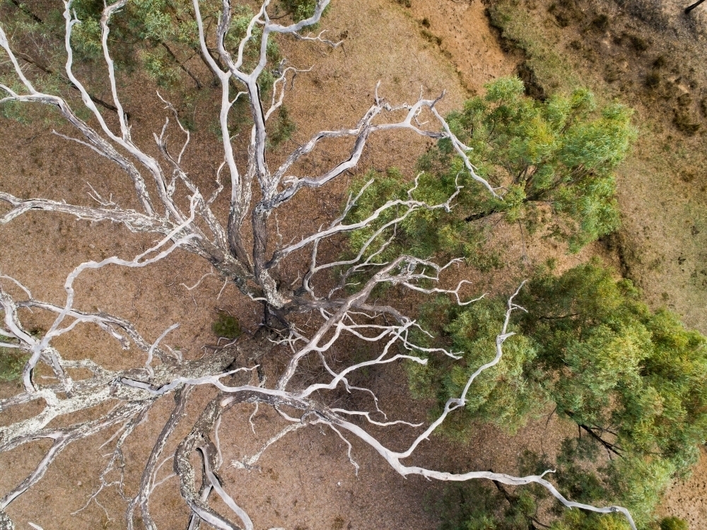 Branches of dead tree reaching to the sky - Australian Stock Image