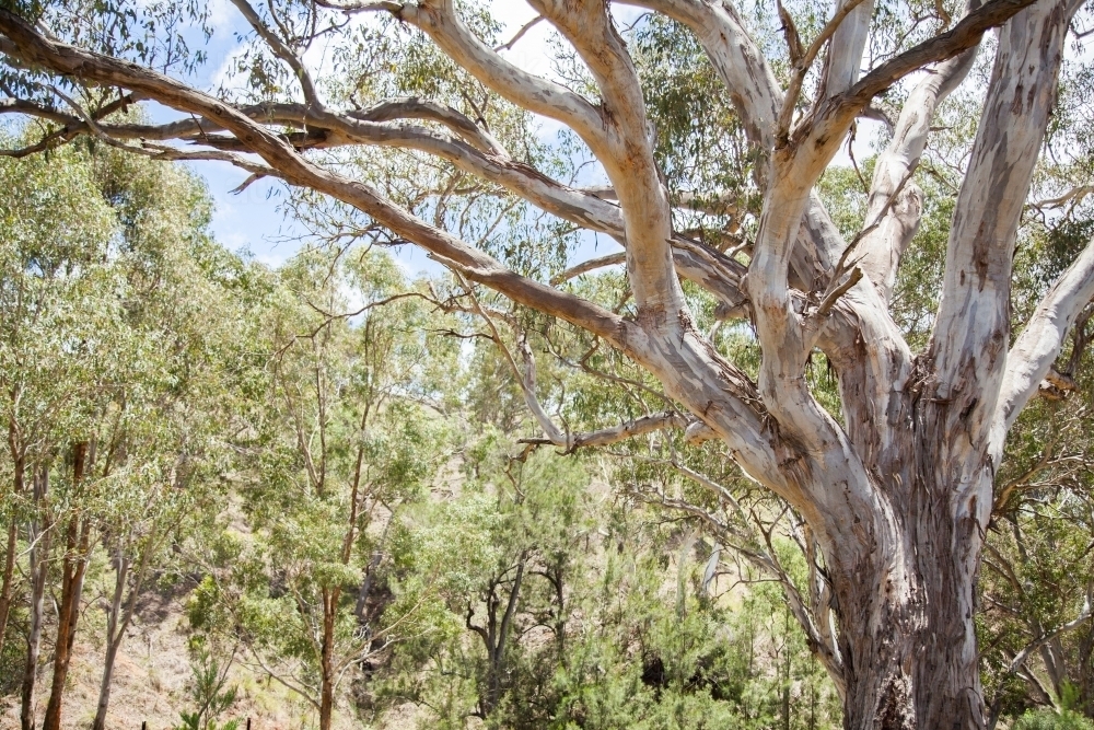 Branches of old gum tree spread wide - Australian Stock Image