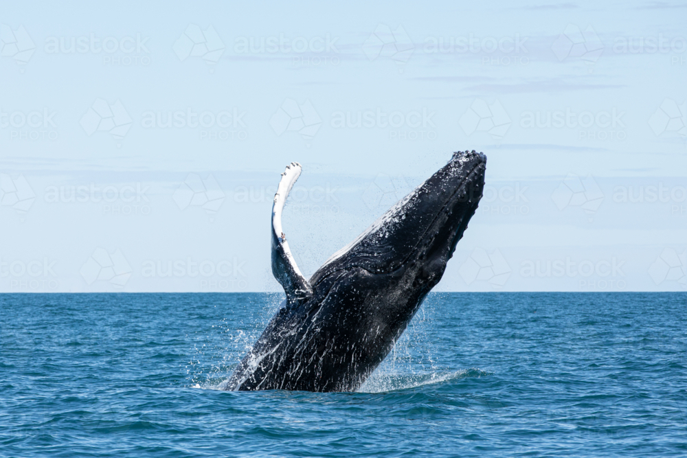 Breaching Humpback Whale - Australian Stock Image