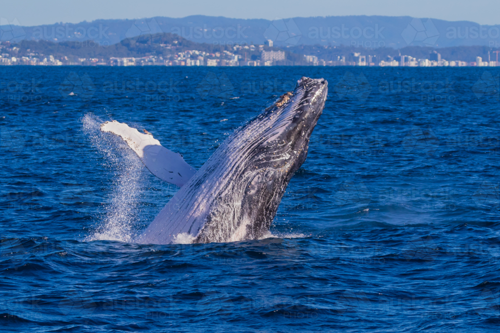 Breaching humpback Whale off the Tweed Coast - Australian Stock Image