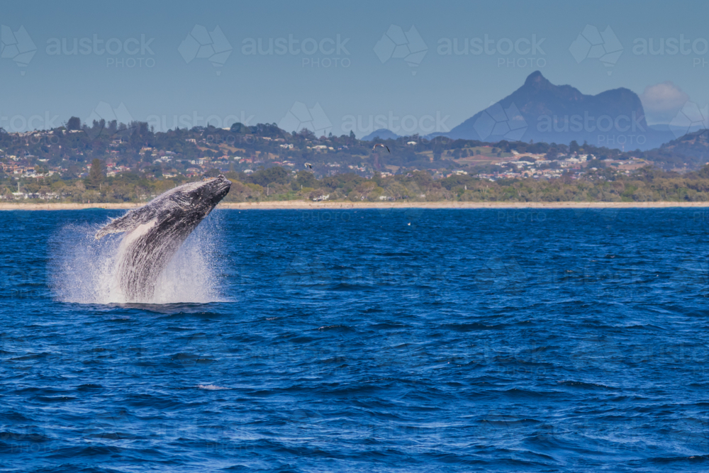 Breaching humpback Whale off the Tweed Coast - Australian Stock Image