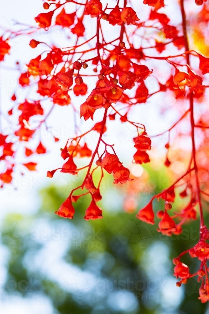 Bright red bell shaped flowers of illawarra flame bottletree - Australian Stock Image