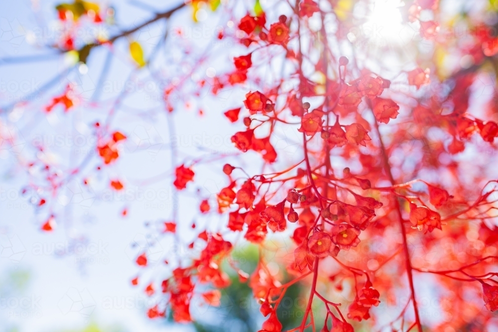 Bright red bell shaped flowers of illawarra flame bottletree - Australian Stock Image