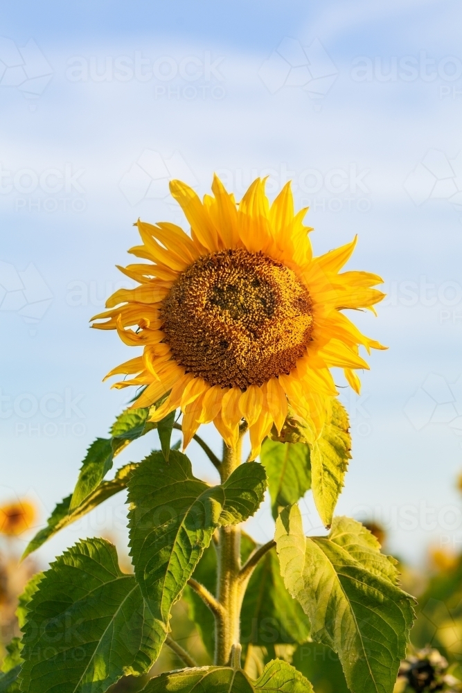 Bright sunflower growing tall in paddock - Australian Stock Image