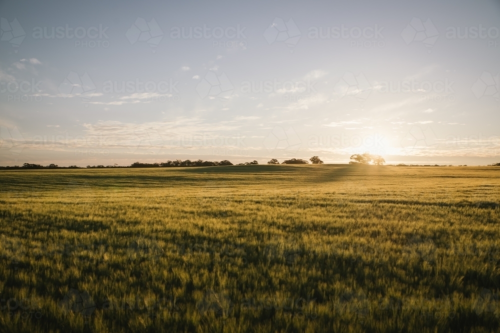 Broadacre crop at sunset in the Wheatbelt of Western Australia - Australian Stock Image