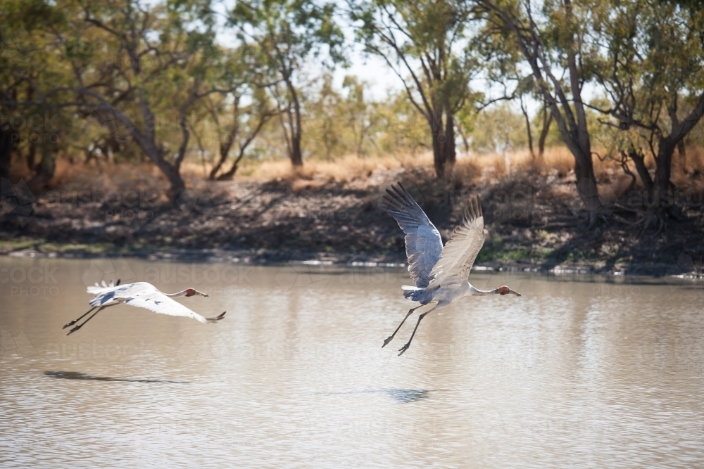 Brolgas flying over wetlands - Australian Stock Image