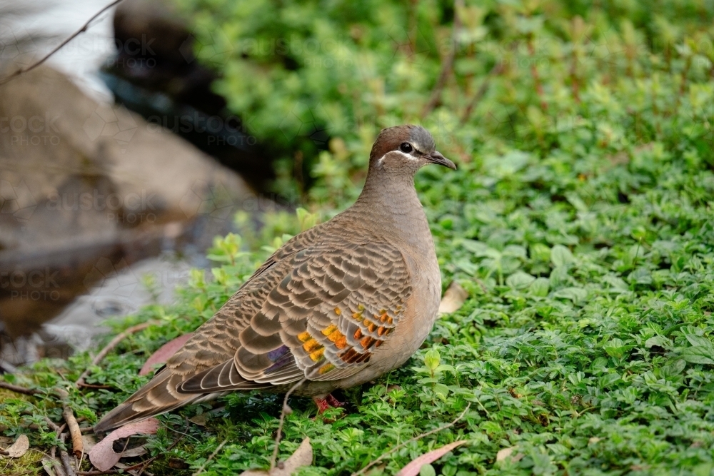 Bronzewing pigeon perched on groundcover - Australian Stock Image