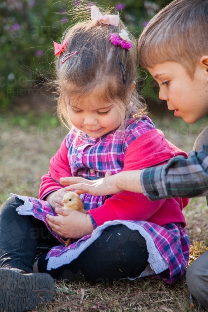 Brother and sister patting a baby chicken - Australian Stock Image